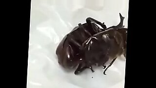 vw beetle